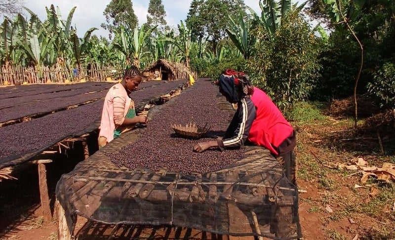 Ethiopia Yirgacheffe 1 Natural Idido Alamayehu Gosaye  - 33744 - GrainPro Bags - SPOT RCWHSE
