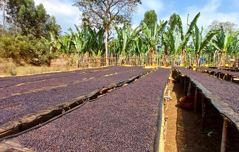 Ethiopia Yirgacheffe 1 Natural Idido Alamayehu Gosaye  - 33744 - GrainPro Bags - SPOT RCWHSE