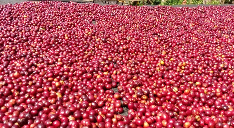 Ethiopia Yirgacheffe 1 Natural Idido Alamayehu Gosaye  - 33744 - GrainPro Bags - SPOT RCWHSE