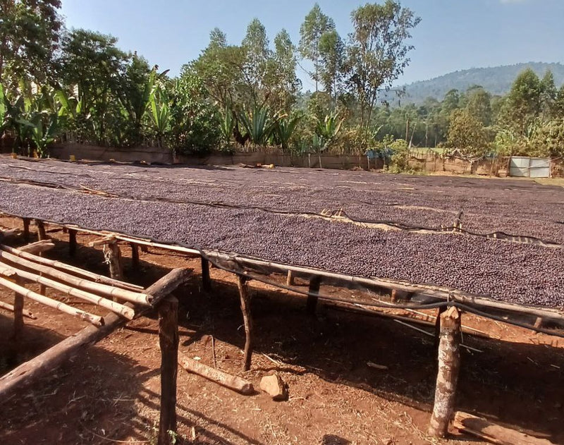 Ethiopia Yirgacheffe 1 Natural Idido Alamayehu Gosaye  - 33744 - GrainPro Bags - SPOT RCWHSE