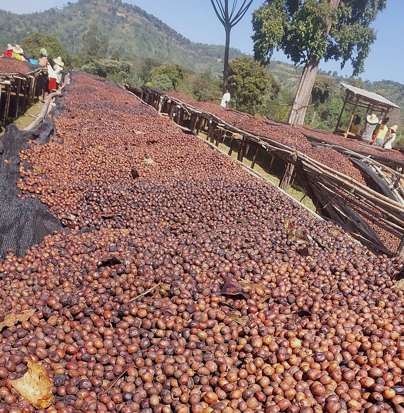 Ethiopia Yirgacheffe 1 Natural Pineapple - 36823 - 30.0 kg GrainPro Bags - SPOT SHANGHAI