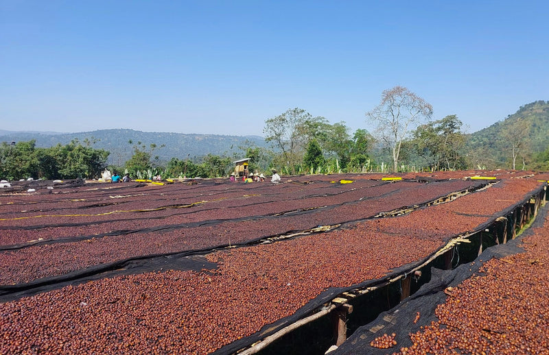 Ethiopia Yirgacheffe 1 Natural Rosemary - 36455 - 30.0 kg GrainPro Bags - SPOT SHANGHAI