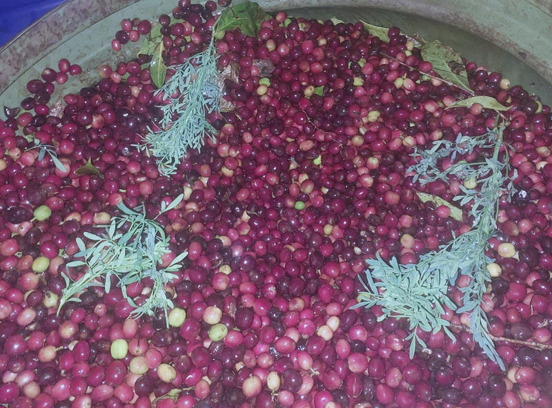 Crown Jewel Ethiopia Anaerobic Natural Rue Coferment Banko Chelchele - 36457-1 - SPOT RCWHSE
