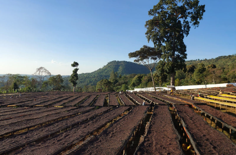 Ethiopia Yirgacheffe 1 Natural Rue - 41109 - 30.0 kg Ecotact Bags - SPOT SHANGHAI