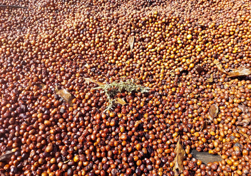 Ethiopia Yirgacheffe 1 Natural Rue - 36457 - 30.0 kg GrainPro Bags - SPOT RCWHSE