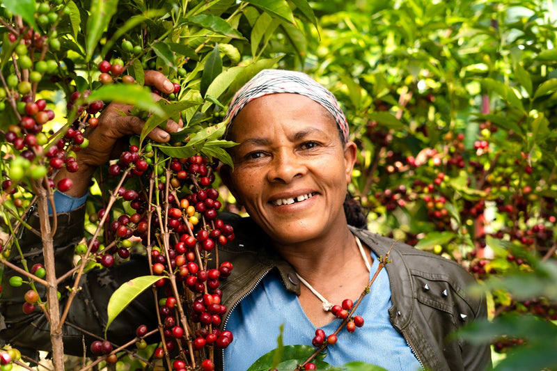 Crown Jewel Ethiopia Natural Birtukan Yirgacheffe -  Lot 15 - 36700-1 - SPOT RCWHSE