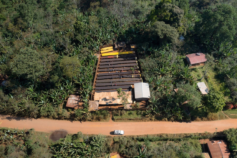 Ethiopia Yirgacheffe 1 Natural Wegida Birtukan -  Lot 15 - 36700 - GrainPro Bags - SPOT RCWHSE