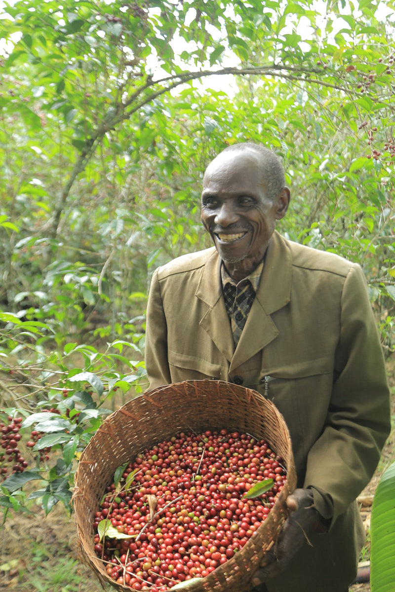 Crown Jewel Ethiopia Anaerobic Natural Banko Chelchele - 39056-3 - 10.0 kg Boxes - SPOT SEAFORTH