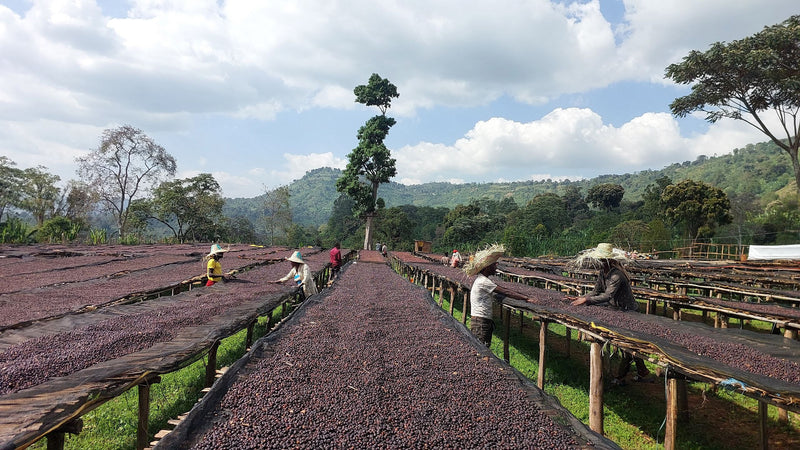Crown Jewel Ethiopia Anaerobic Natural Banko Chelchele - 39056-3 - 10.0 kg Boxes - SPOT SEAFORTH