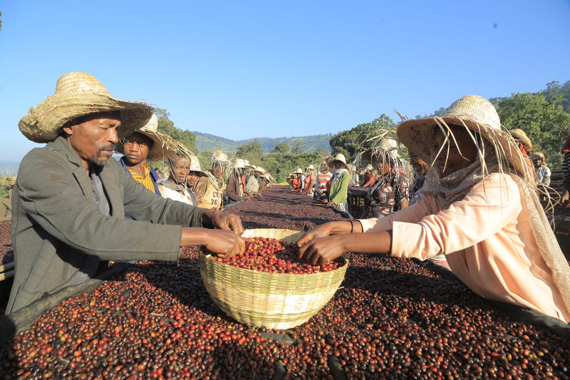Ethiopia Yirgacheffe 1 Supernatural Banko Gotiti - 39065-1 - GrainPro Bags - SPOT SEAFORTH