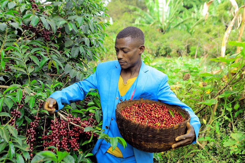 Ethiopia Yirgacheffe 1 Supernatural Banko Gotiti - 39065-2 - GrainPro Bags - SPOT COSEATAC