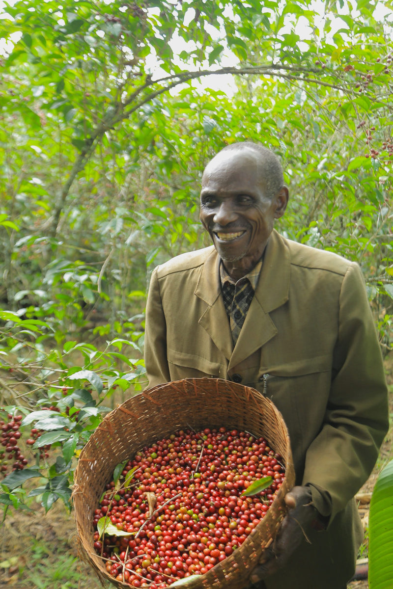 Ethiopia Yirgacheffe 1 Supernatural - 36100 - Ecotact Bags - SPOT RCWHSE