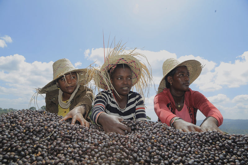 Ethiopia Yirgacheffe 1 Supernatural - 36101-4 - Ecotact Bags - SPOT COSEATAC