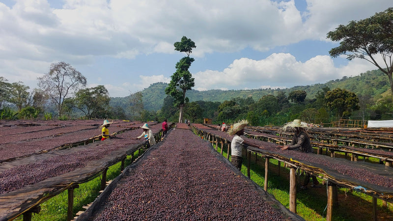 Ethiopia Yirgacheffe 1 Supernatural - 36101-1 - Ecotact Bags - SPOT SEAFORTH