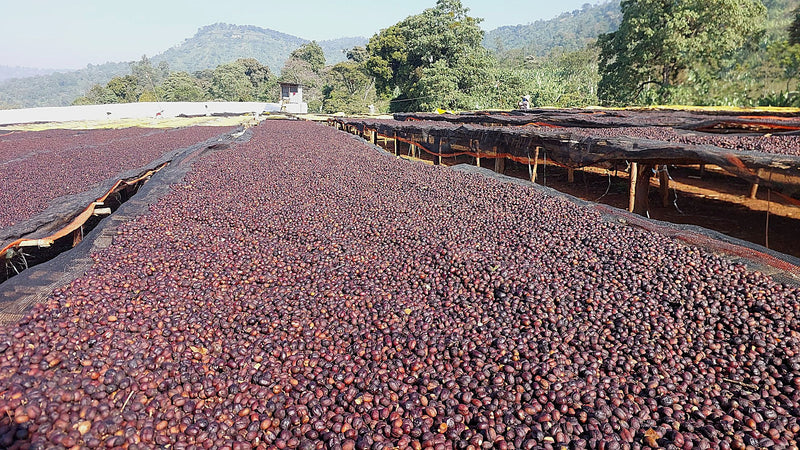 Royal Gem Ethiopia Yirgacheffe 1 Supernatural - 36100-5 - SPOT RCWHSE