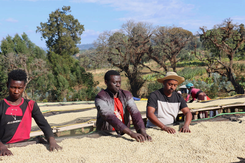 Ethiopia Yirgacheffe 1 Washed Aricha - 33818 - GrainPro Bags - SPOT RCWHSE