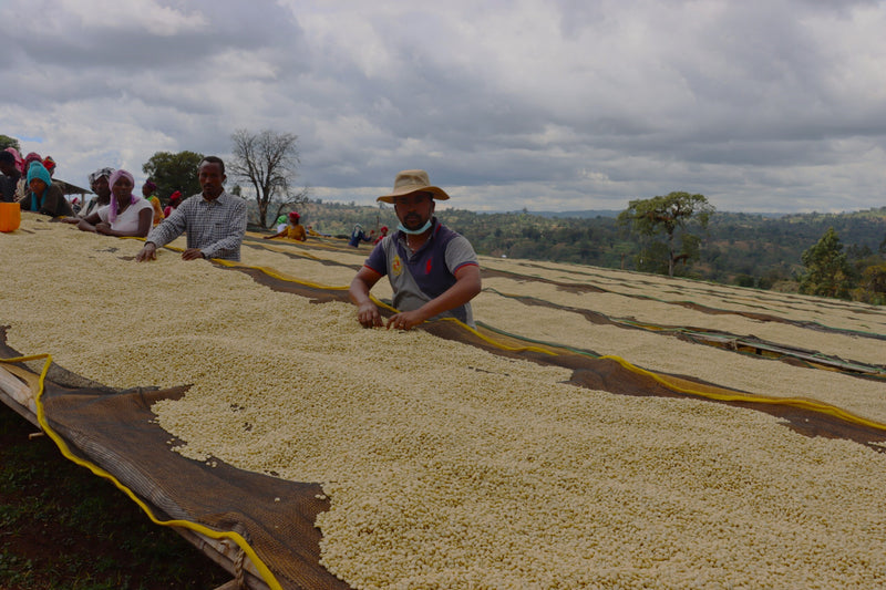 Ethiopia Yirgacheffe 1 Washed Aricha - 33818-1 - GrainPro Bags - SPOT SEAFORTH