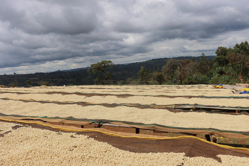 Ethiopia Yirgacheffe 1 Washed Aricha - 33818-3 - GrainPro Bags - SPOT DUPUYHOU