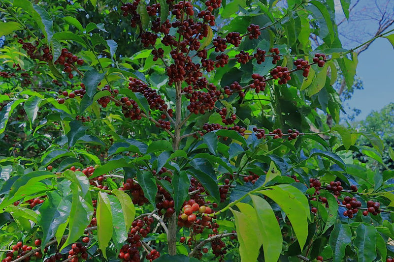 Ethiopia Yirgacheffe 1 Washed Aricha - Lot 2 *49601* - 25493 - GrainPro Bags - SPOT RCWHSE