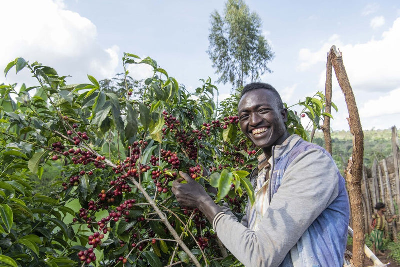Ethiopia Yirgacheffe 1 Washed Banko Dhadhato - 36422 - GrainPro Bags - SPOT RCWHSE