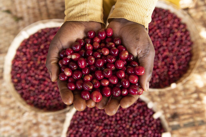 Ethiopia Yirgacheffe 1 Washed Banko Dhadhato - 36422 - GrainPro Bags - SPOT RCWHSE