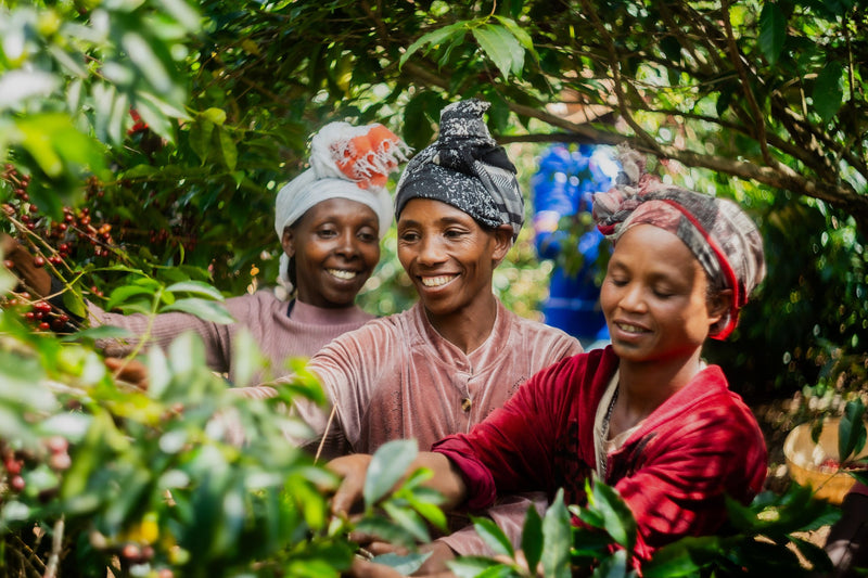 Ethiopia Yirgacheffe 1 Washed Banko Taratu - 31676 - GrainPro Bags - SPOT RCWHSE
