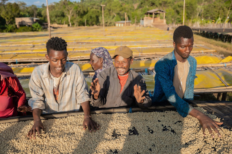 Ethiopia Yirgacheffe 1 Washed Banko Taratu - 31676 - GrainPro Bags - SPOT RCWHSE
