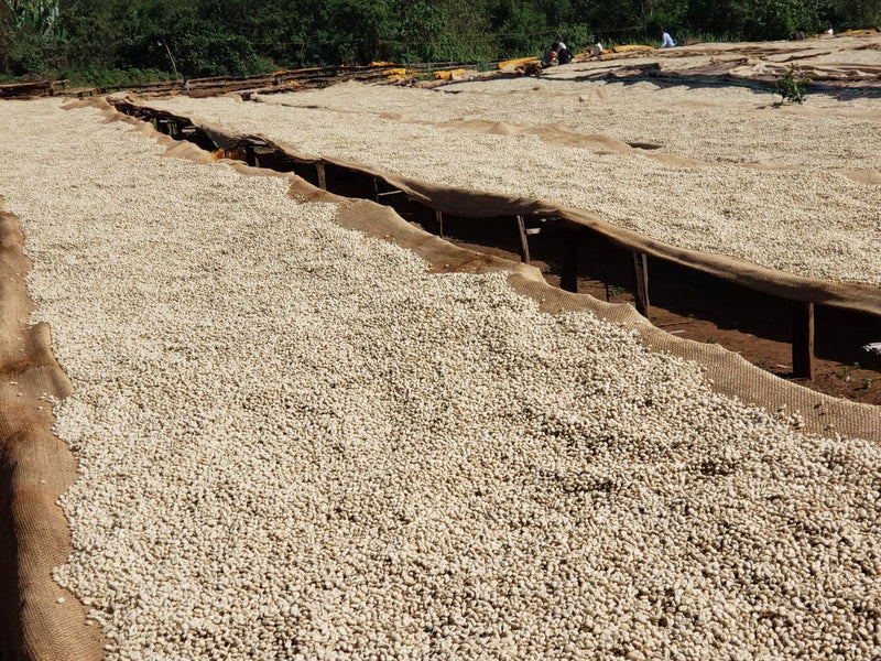 Crown Jewel Ethiopia Gedeb Bedhatu Jibicho Triple Washed - *CJ1440* - 24785 - SPOT RCWHSE