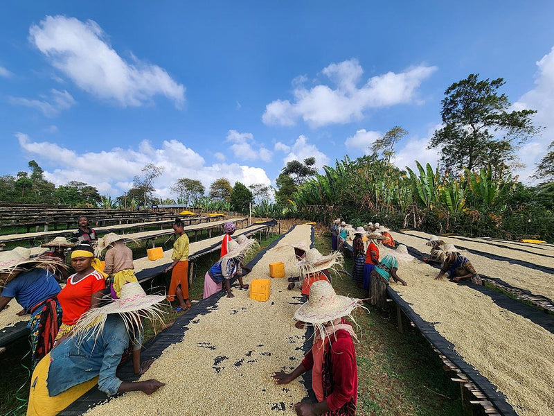 Ethiopia Yirgacheffe 1 Washed Double Ferment Banko Taratu - 39879 - Ecotact Bags - SPOT SHANGHAI