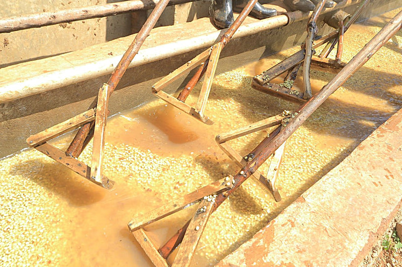 Ethiopia Yirgacheffe 1 Washed Double Ferment Banko Taratu - 39879 - Ecotact Bags - SPOT SHANGHAI