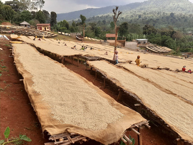 Ethiopia Yirgacheffe Gedeb 1 Washed Daniel Mijane Worka Sakaro - 29689 - GrainPro Bags - SPOT RCWHSE