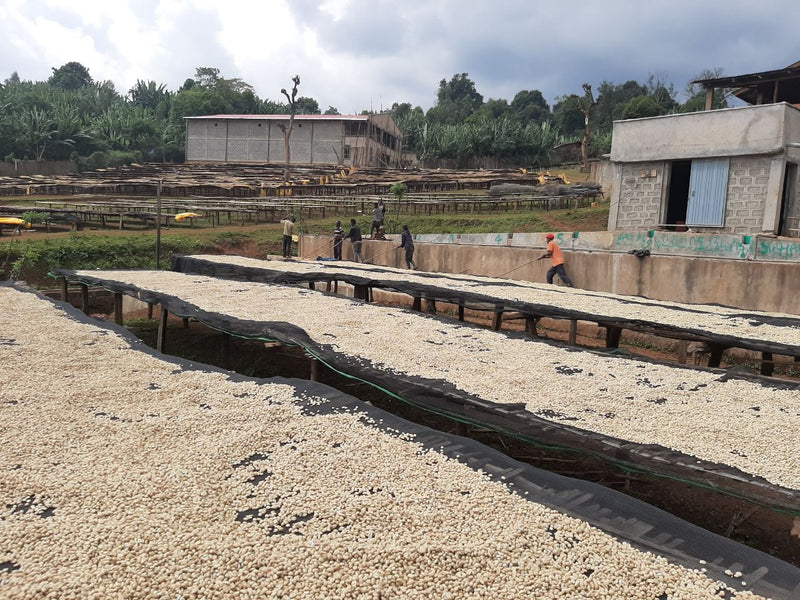 Ethiopia Yirgacheffe Gedeb 1 Washed Daniel Mijane Worka Sakaro - *52034* - 27254 - GrainPro Bags - SPOT SEAFORTH