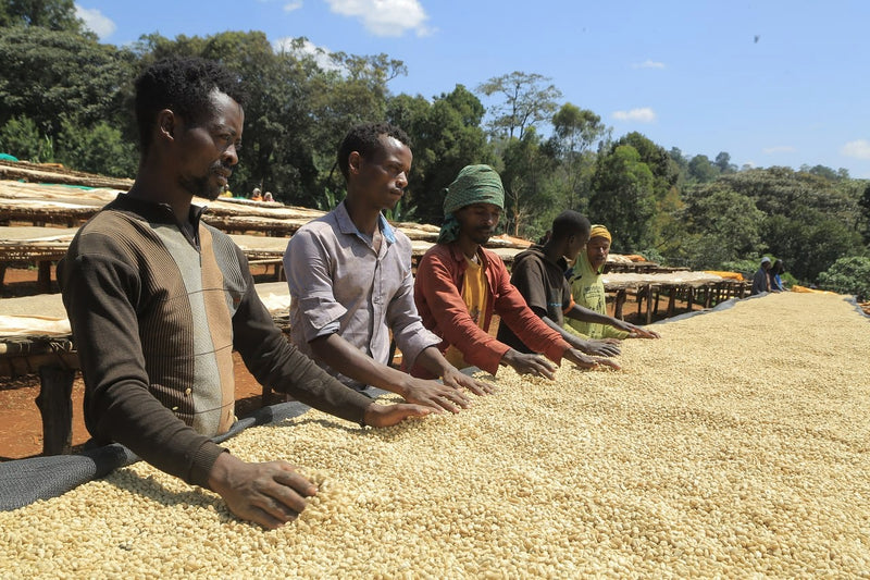 Ethiopia Yirgacheffe 1 Natural Halo Bariti - *50526* - 25870 - GrainPro Bags - SPOT RCWHSE