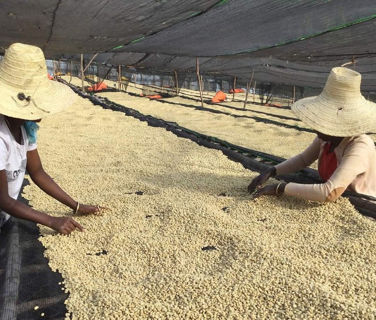 Ethiopia Yirgacheffe 2 Washed Halo Bariti - 37369 - GrainPro Bags - SPOT SEAFORTH