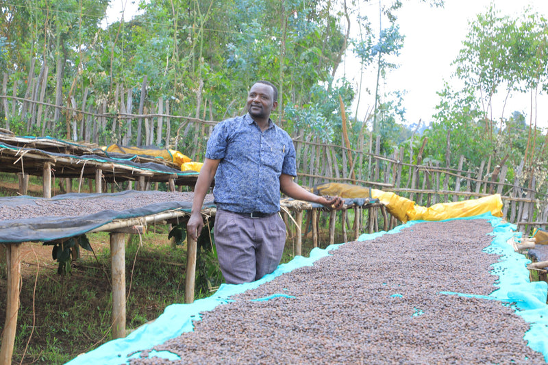 Ethiopia Yirgacheffe 2 Natural Girma Jego - 36784 - GrainPro Bags - SPOT RCWHSE