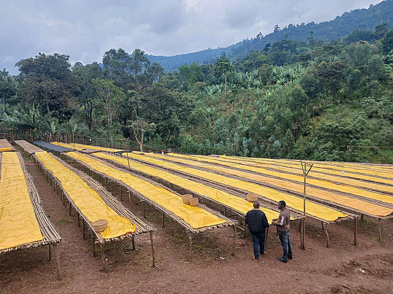 Ethiopia Yirgacheffe 2 Natural Girma Jego - 36784 - GrainPro Bags - SPOT RCWHSE