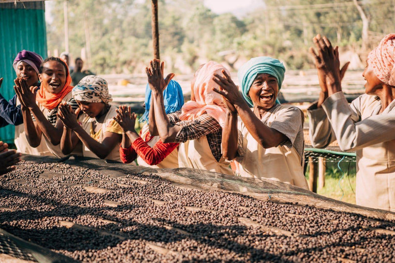 Ethiopia Yirgacheffe 2 Natural Hirut - Lot 1 - 36717 - GrainPro Bags - SPOT RCWHSE