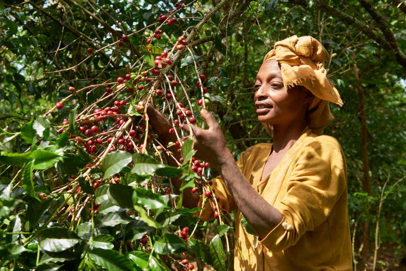 Ethiopia Yirgacheffe 2 Natural Hirut - Lot 1 - 36717 - GrainPro Bags - SPOT RCWHSE