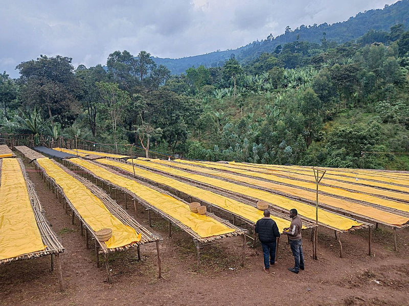 Ethiopia Yirgacheffe 2 Natural Idido Abaynesh Dori - 36785-1 - GrainPro Bags - SPOT COSEATAC