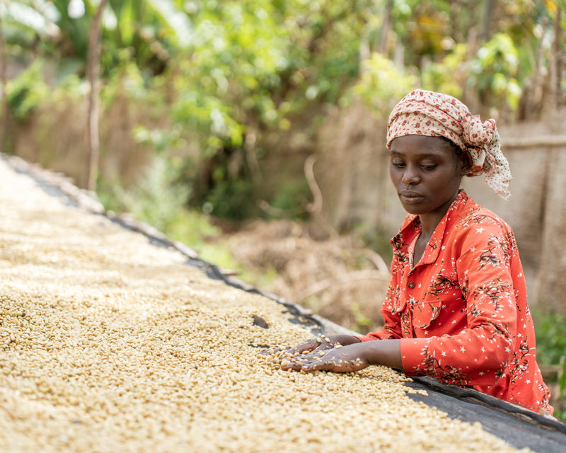 Ethiopia Yirgacheffe 2 Washed Aricha - 33265-1 - GrainPro Bags - SPOT SEAFORTH
