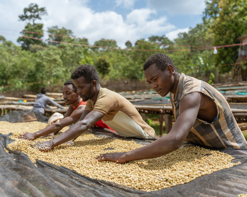 Ethiopia Yirgacheffe 2 Washed Aricha - 33443 - GrainPro Bags - SPOT RCWHSE