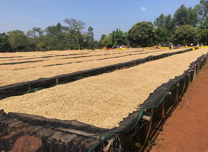 Ethiopia Yirgacheffe 2 Washed Chichu  - Lot 145 - 36807 - GrainPro Bags - SPOT RCWHSE