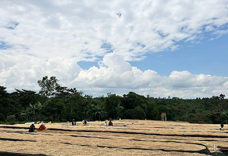 Ethiopia Yirgacheffe 2 Washed Chichu  - Lot 145 - 36807 - GrainPro Bags - SPOT RCWHSE