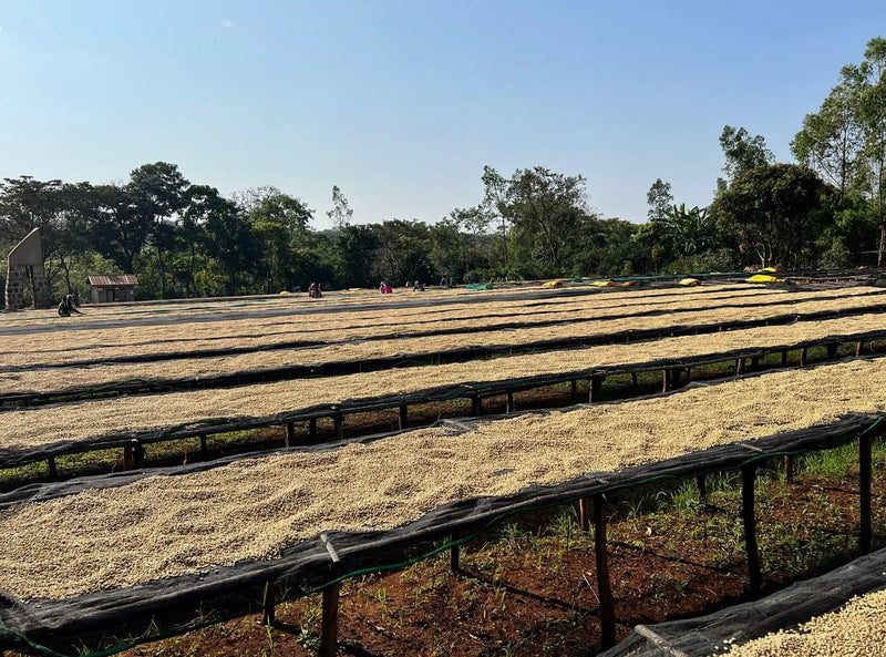 Ethiopia Yirgacheffe 2 Washed Chichu  - Lot 145 - 36807 - GrainPro Bags - SPOT RCWHSE