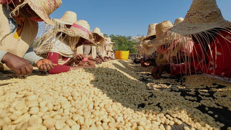 Ethiopia Yirgacheffe 2 Washed Hirut - 36716 - GrainPro Bags - SPOT RCWHSE