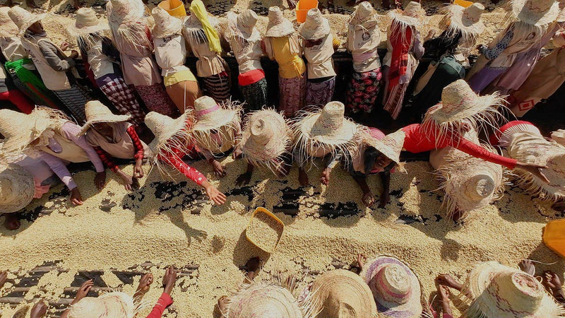 Ethiopia Yirgacheffe 2 Washed Hirut - 36716 - GrainPro Bags - SPOT RCWHSE