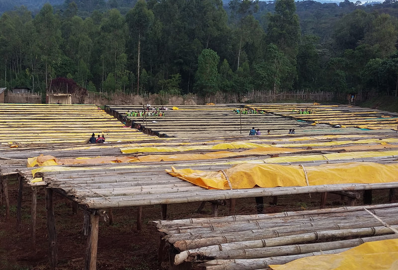 Ethiopia Yirgacheffe 2 Washed Top Idido - 39878 - 30.0 kg Ecotact Bags - SPOT SHANGHAI