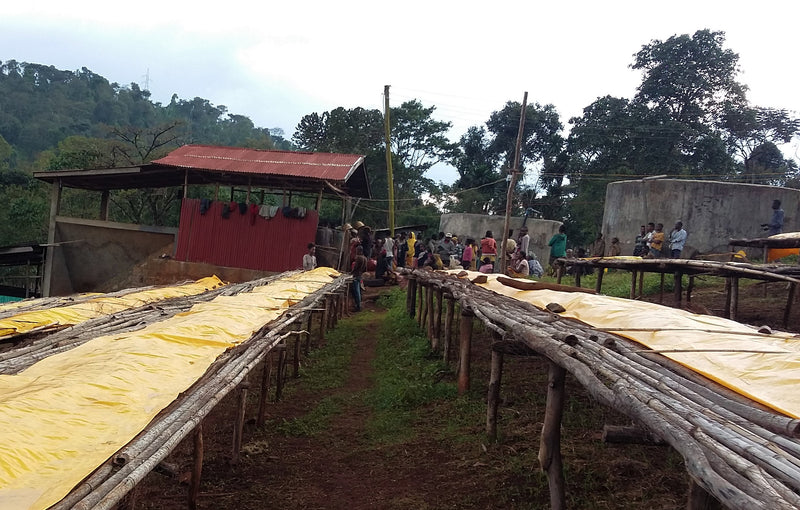 Ethiopia Yirgacheffe 2 Washed Top Idido - 40595 - 30.0 kg Ecotact Bags - SPOT SHANGHAI