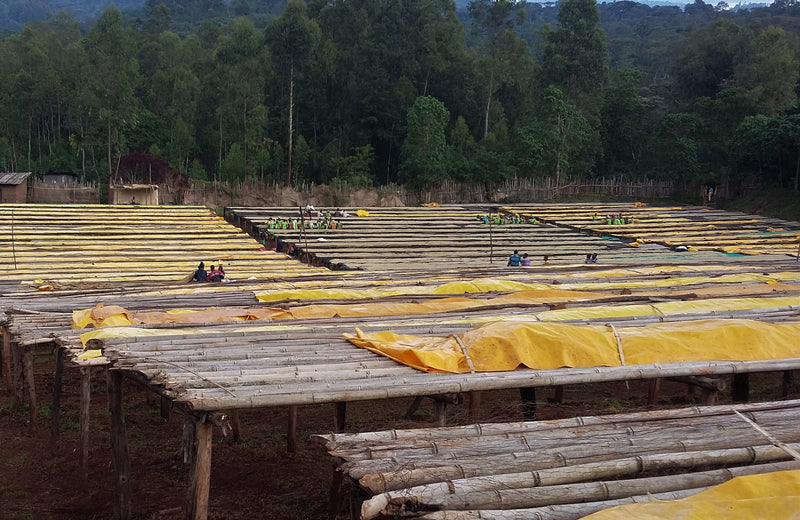Ethiopia Yirgacheffe 2 Washed Top Idido - 40595 - 30.0 kg Ecotact Bags - SPOT SHANGHAI