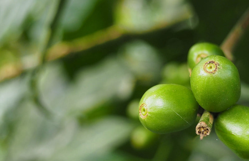 Ethiopia Yirgacheffe 2 Washed Top Idido - 40595 - 30.0 kg Ecotact Bags - SPOT SHANGHAI